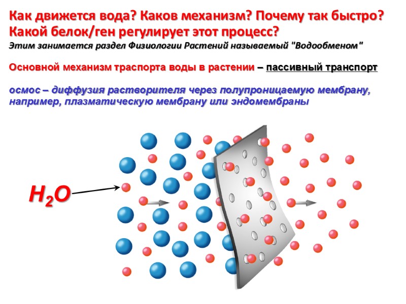 Как движется вода? Каков механизм? Почему так быстро?  Какой белок/ген регулирует этот процесс?